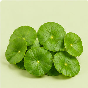 Brahmi